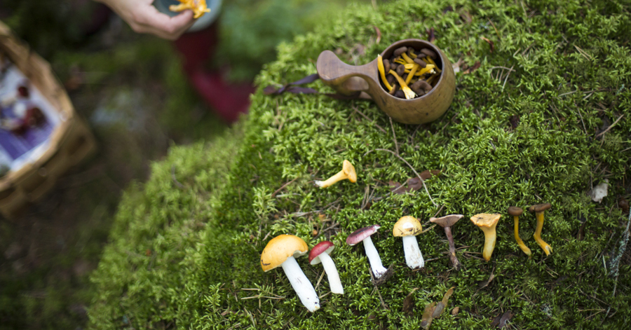 Various wild mushrooms in Finnish forest