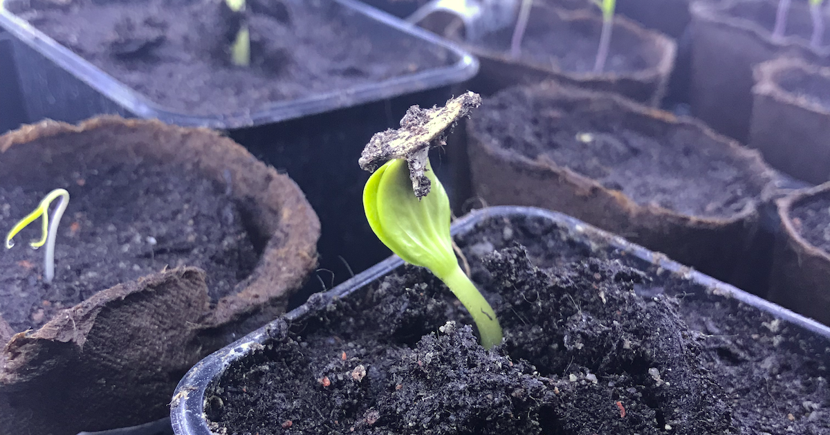 Zucchini seed sprouting
