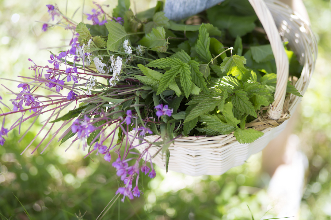 Foraged wild herbs in basket