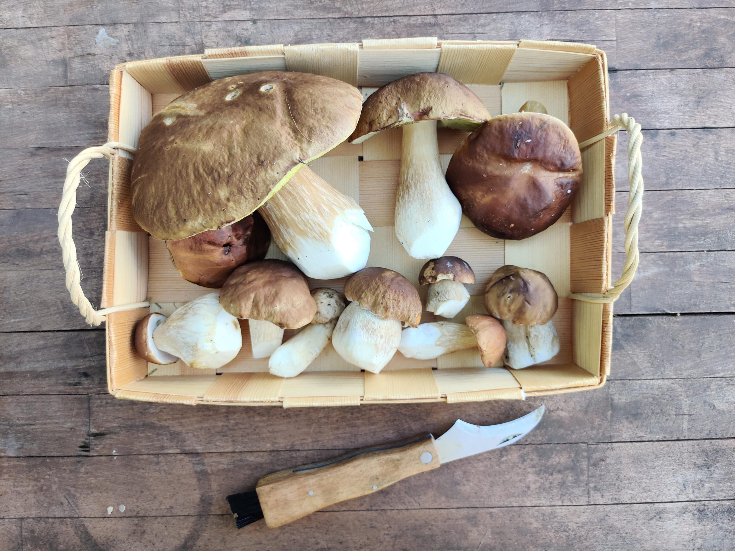 wild foraged mushrooms in a basket