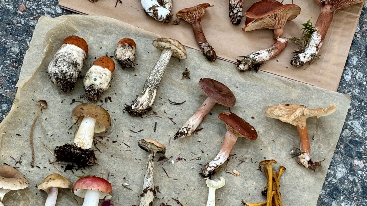 Foraged mushrooms